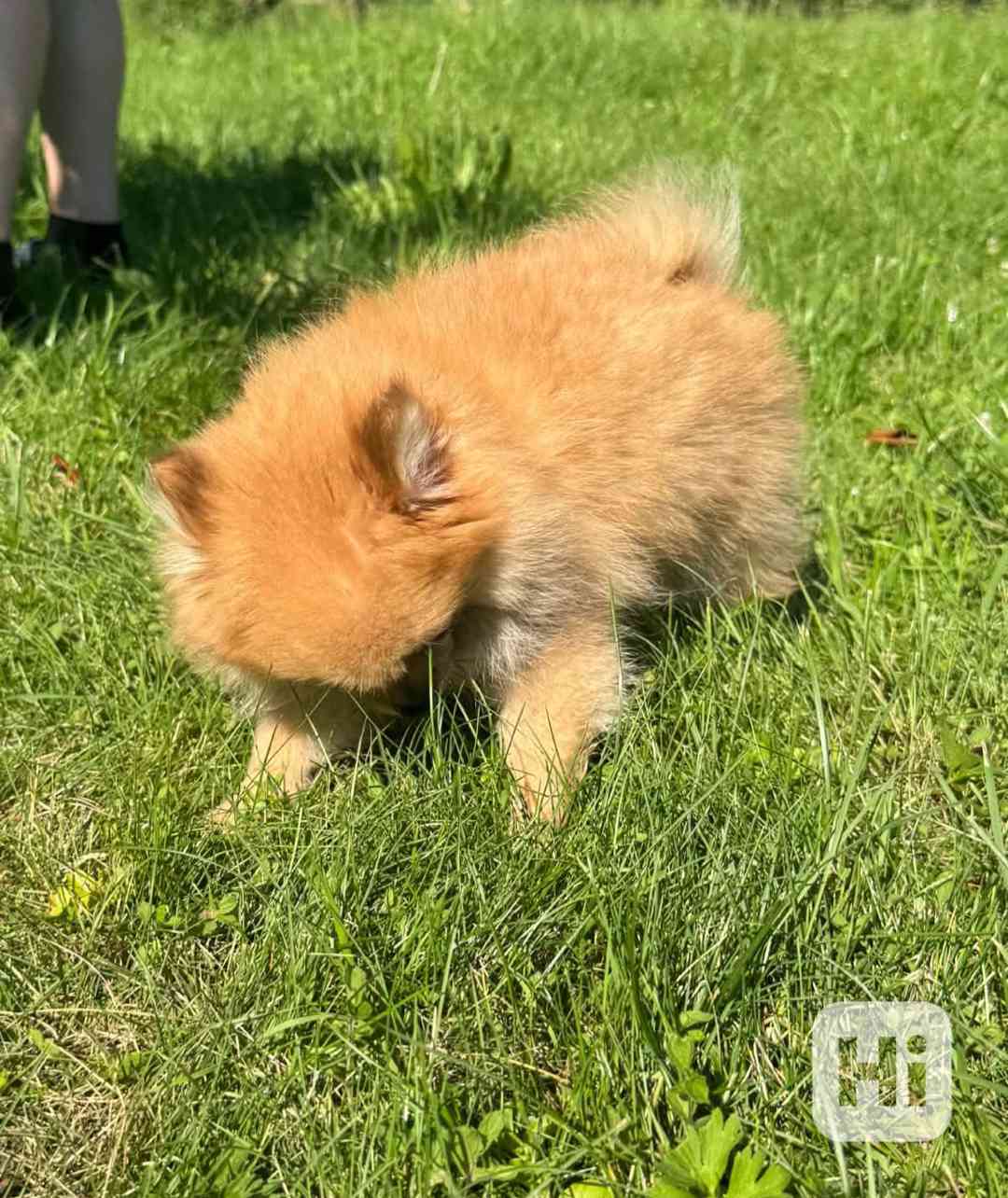 Pomeranian holčička  - foto 1
