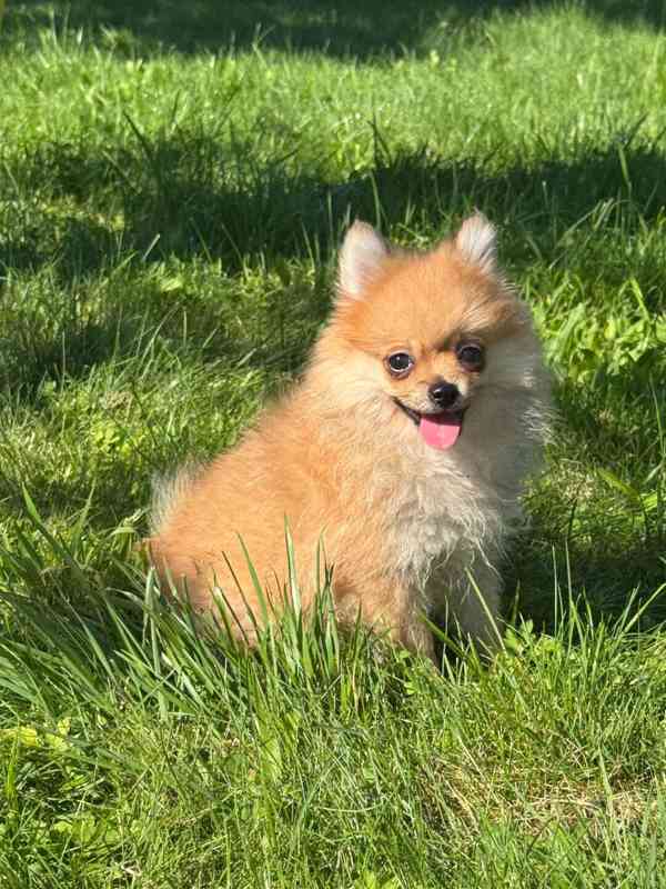 Pomeranian holčička  - foto 2