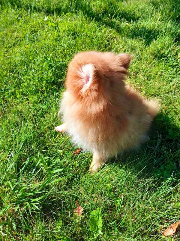 Pomeranian holčička  - foto 3