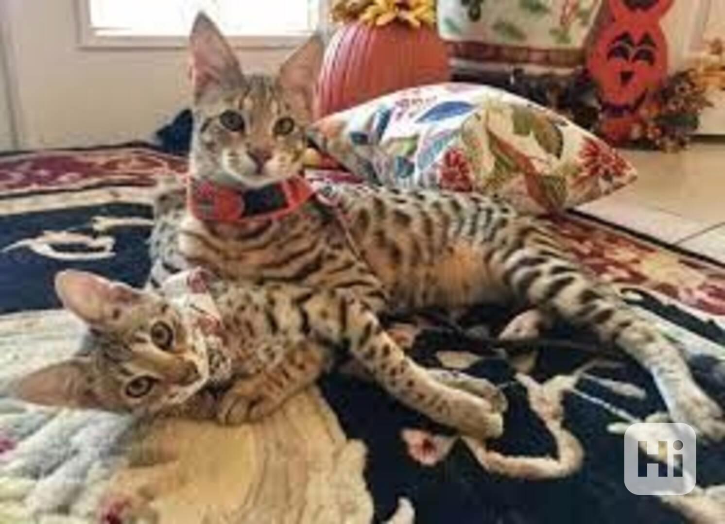 Koťata plemene Savannah na prodej - foto 1