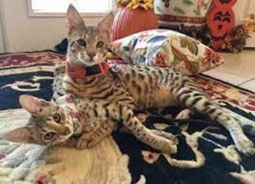 Koťata plemene Savannah na prodej - foto 1