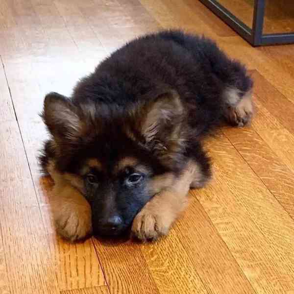 Tato zdravá štěňata německého ovčáka 