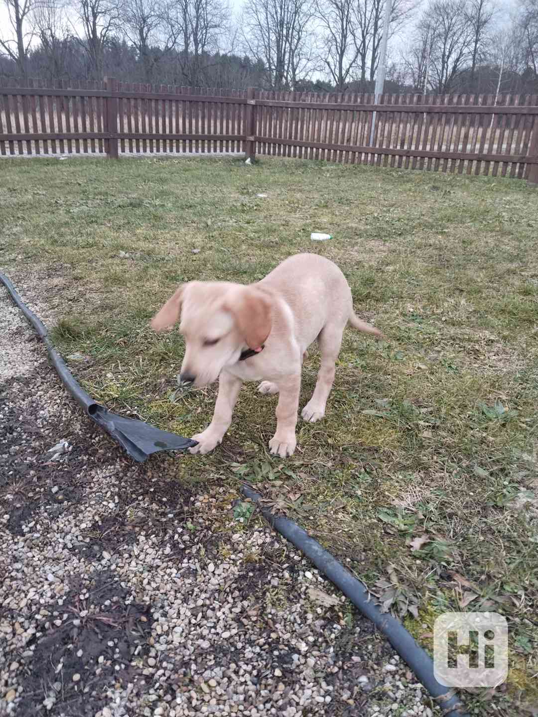 Labrador křížený  - foto 1