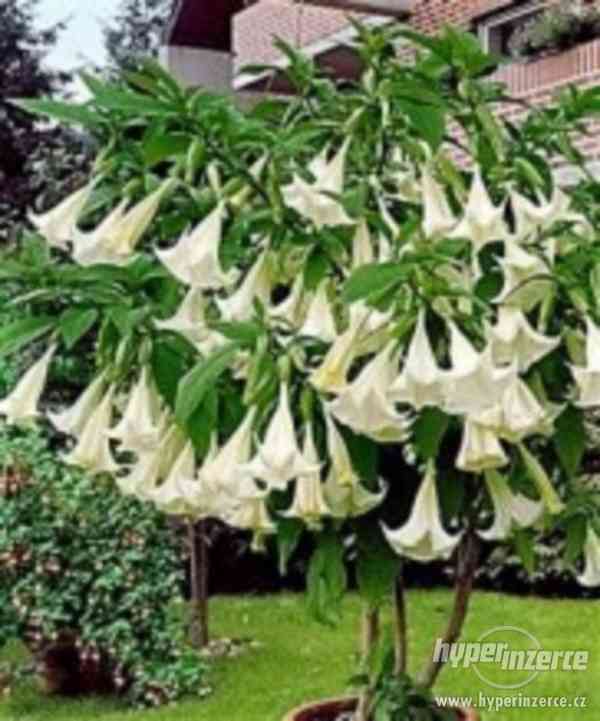 Brugmansia Arborea - řízek - foto 1