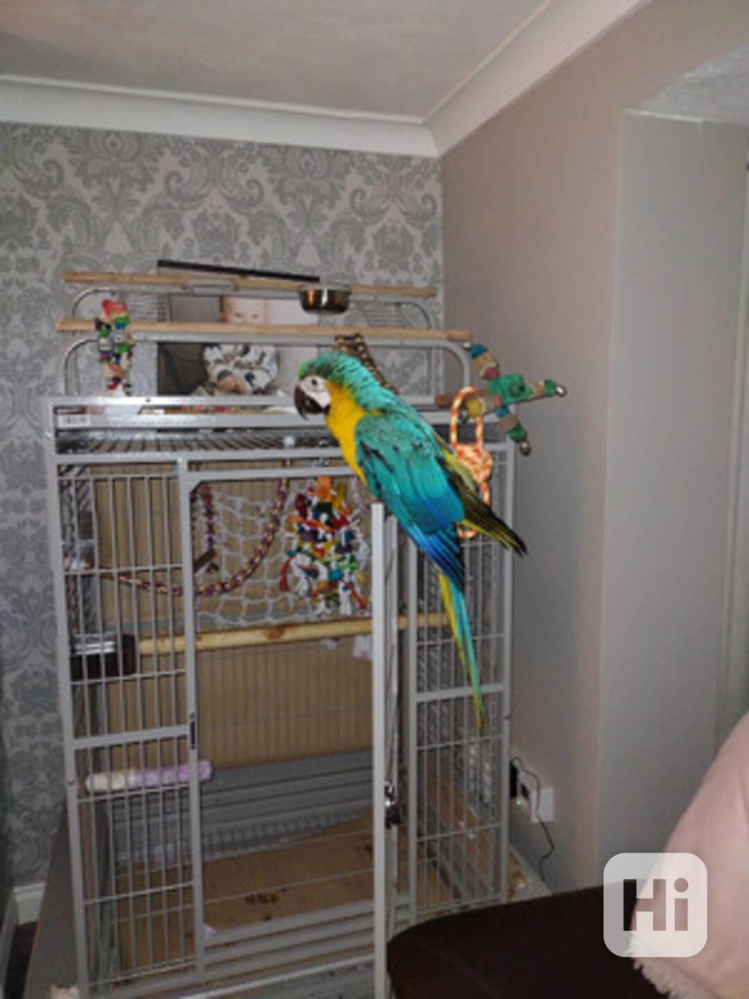 Modro-zlatý ara Miminka / afričtí šedí papoušci - foto 1