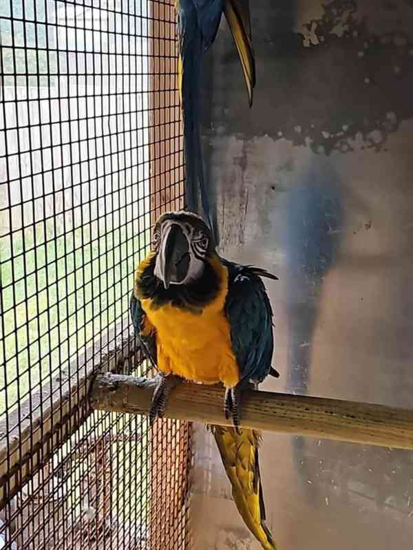 Modro-zlatý ara Miminka / afričtí šedí papoušci - foto 5