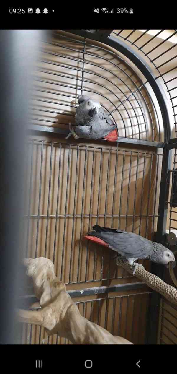 Modro-zlatý ara Miminka / afričtí šedí papoušci - foto 8