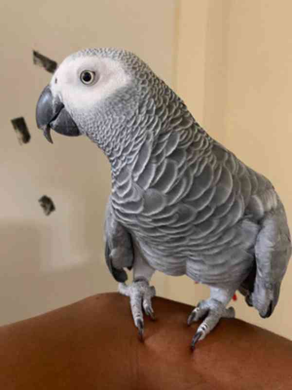 Modro-zlatý ara Miminka / afričtí šedí papoušci - foto 12