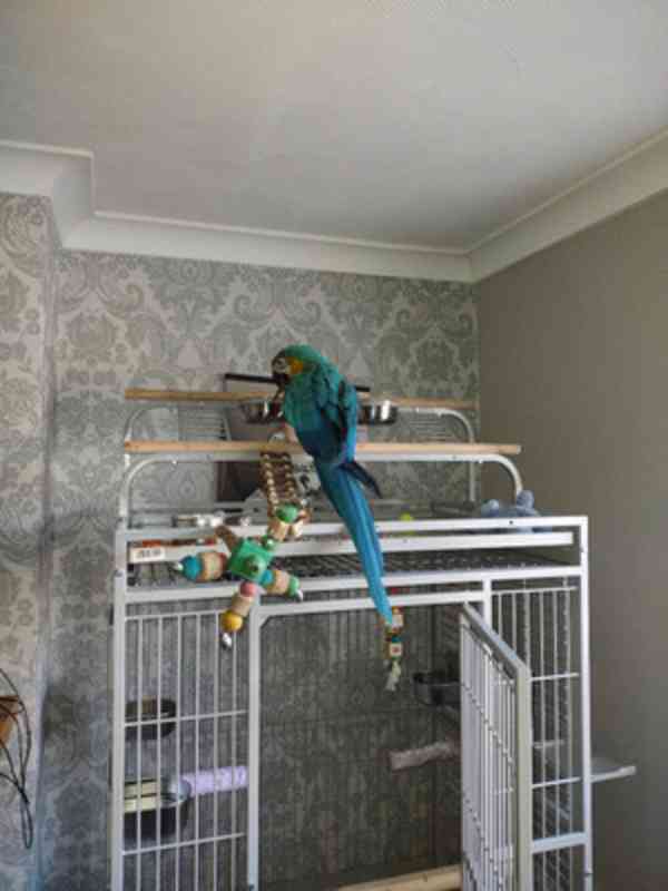Modro-zlatý ara Miminka / afričtí šedí papoušci - foto 3
