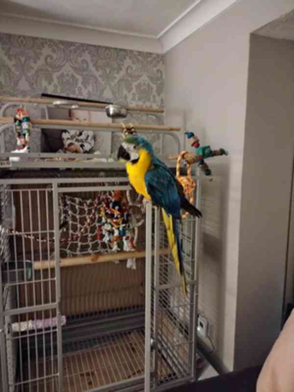 Modro-zlatý ara Miminka / afričtí šedí papoušci - foto 2
