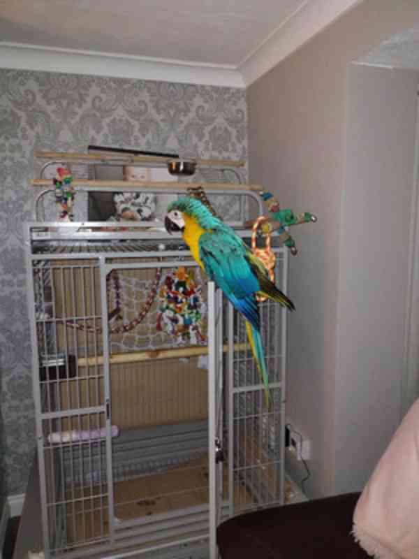 Modro-zlatý ara Miminka / afričtí šedí papoušci