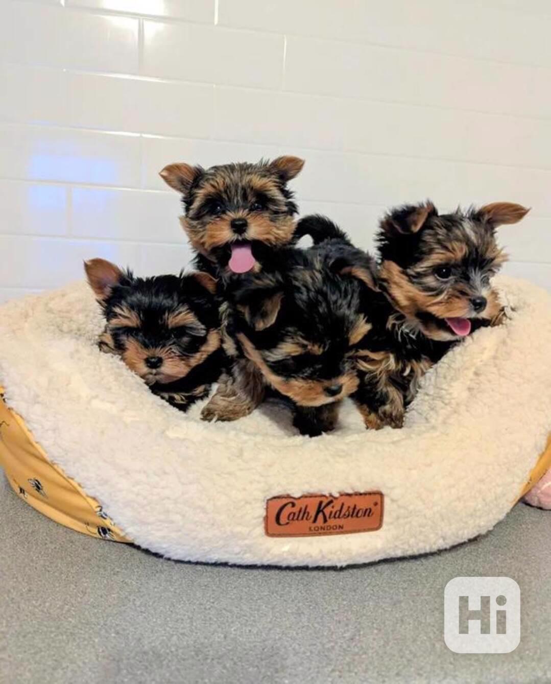 Little bundles of joy Yorkshire available Malí uzlíčci rados - foto 1