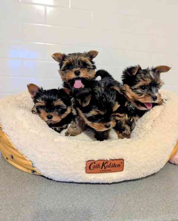 Little bundles of joy Yorkshire available Malí uzlíčci rados - foto 1