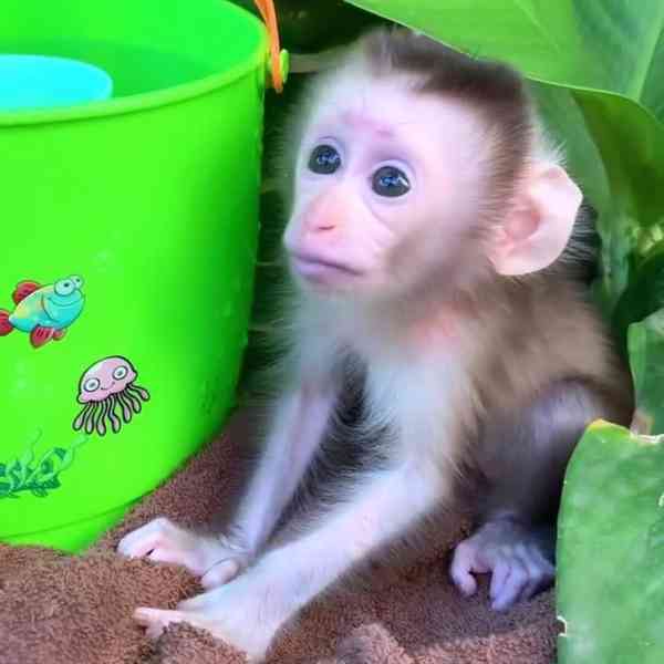 🐒 Vynikající kapucínská opice k dispozici - foto 1