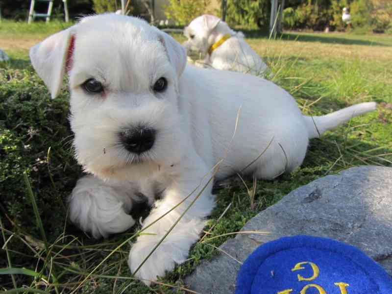 Knírač malý bílý - foto 12