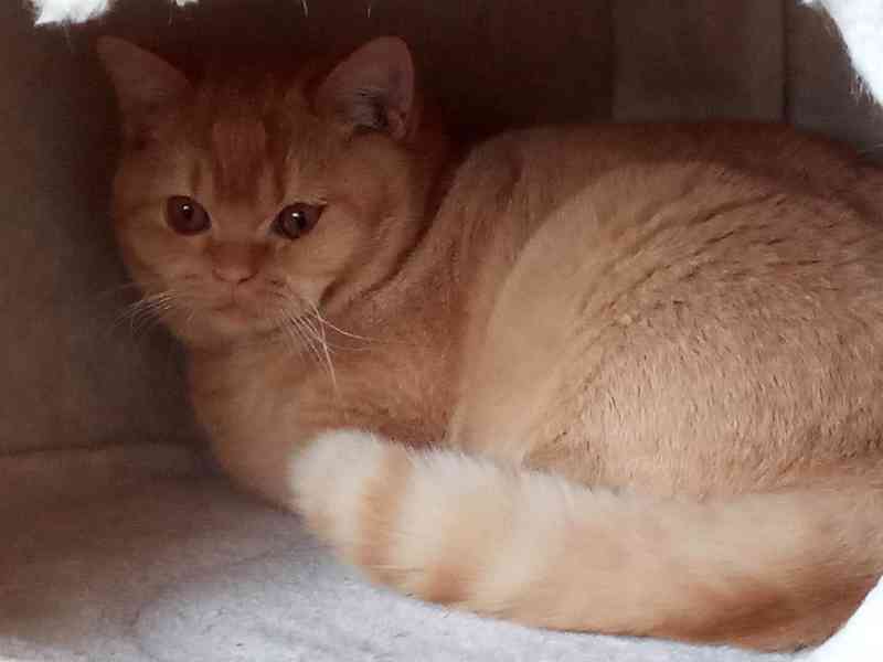 Britský červený kocourek s PP - foto 2