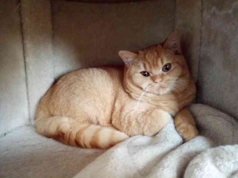 Britský červený kocourek s PP - foto 3