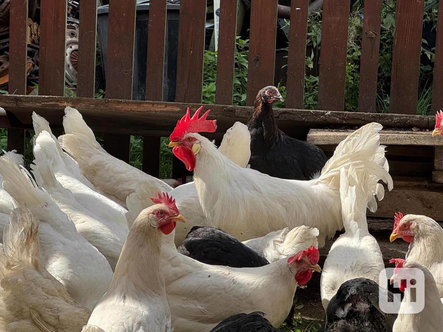 Leghorn kohouti - foto 1