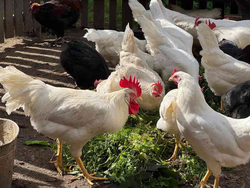 Leghorn kohouti - foto 5