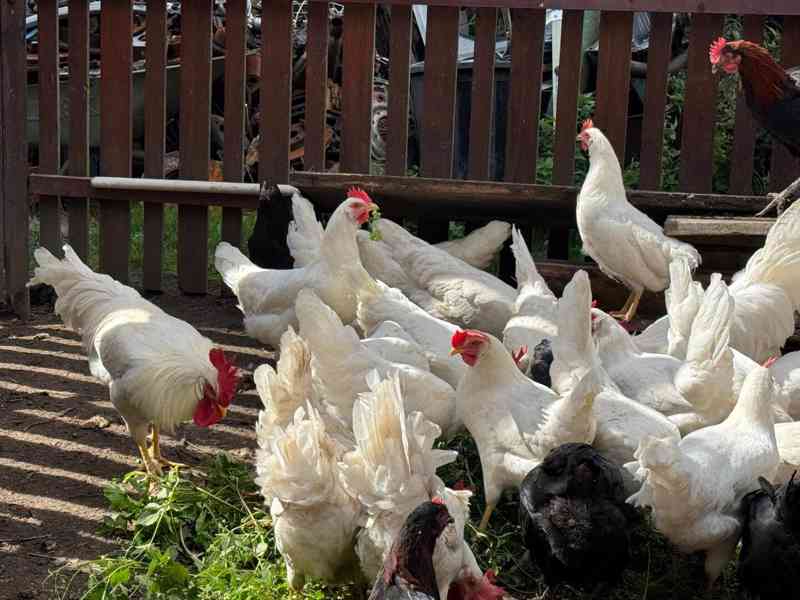 Leghorn kohouti - foto 4