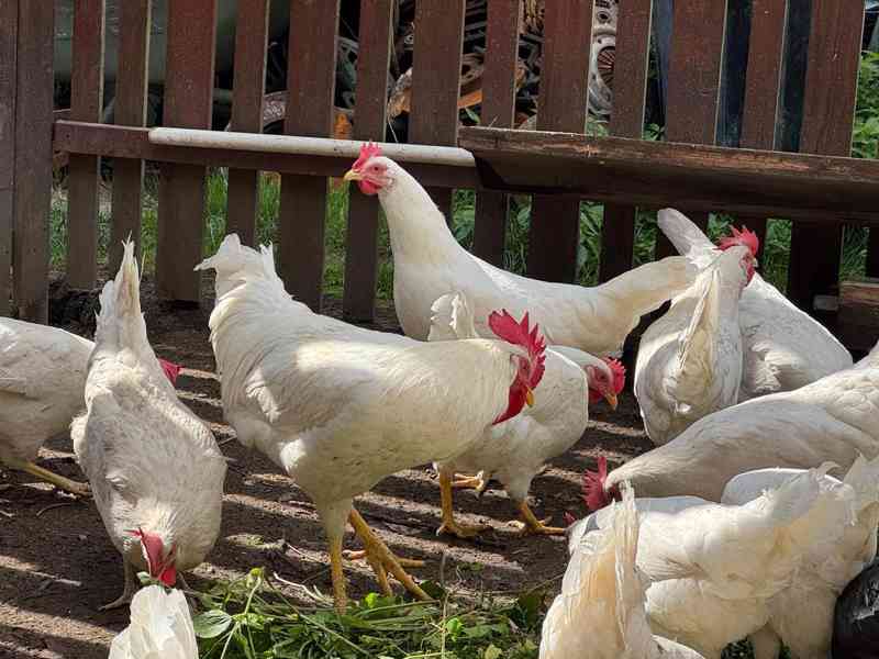 Leghorn kohouti - foto 2