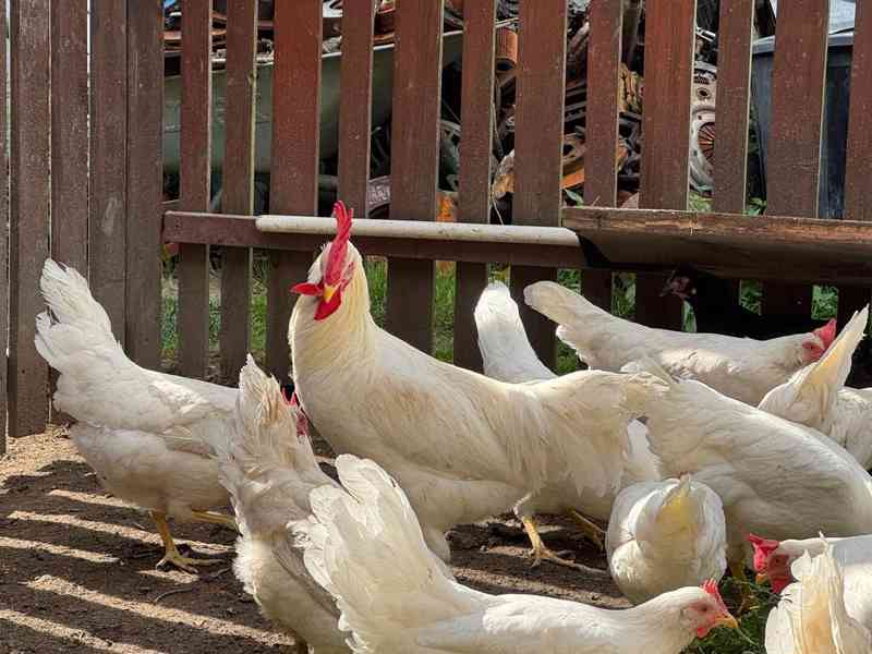 Leghorn kohouti - foto 3