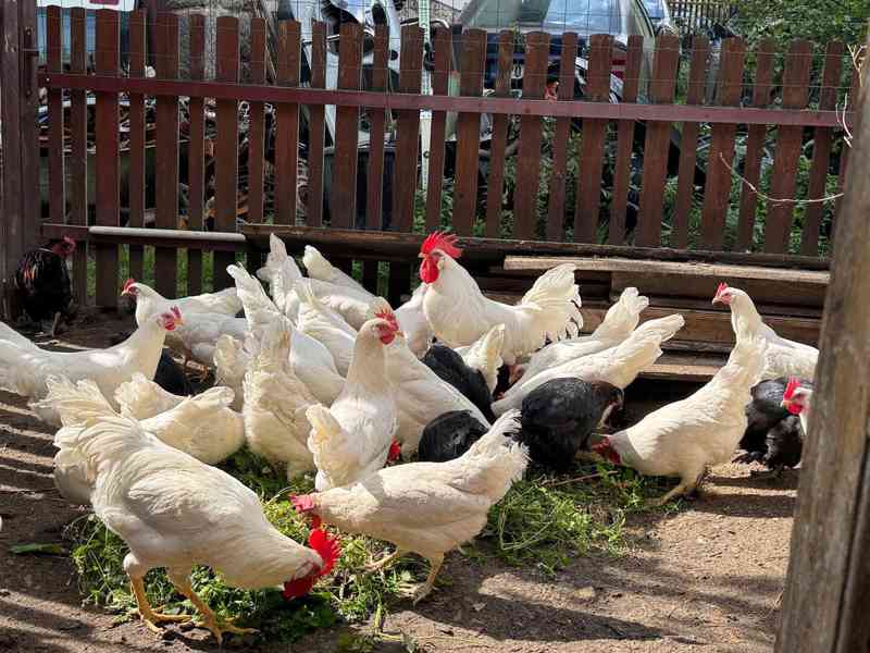 Leghorn kohouti - foto 6