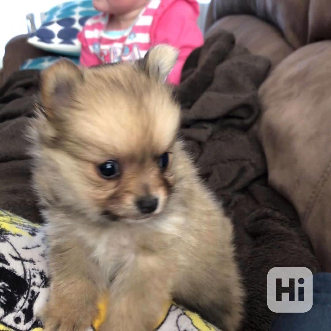 Máme 4 krásná, bílá štěňata pomeraniana, která hledají dobrý - foto 1