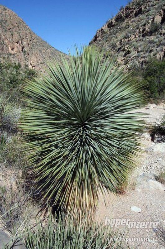 Yucca Elata - semena - foto 1