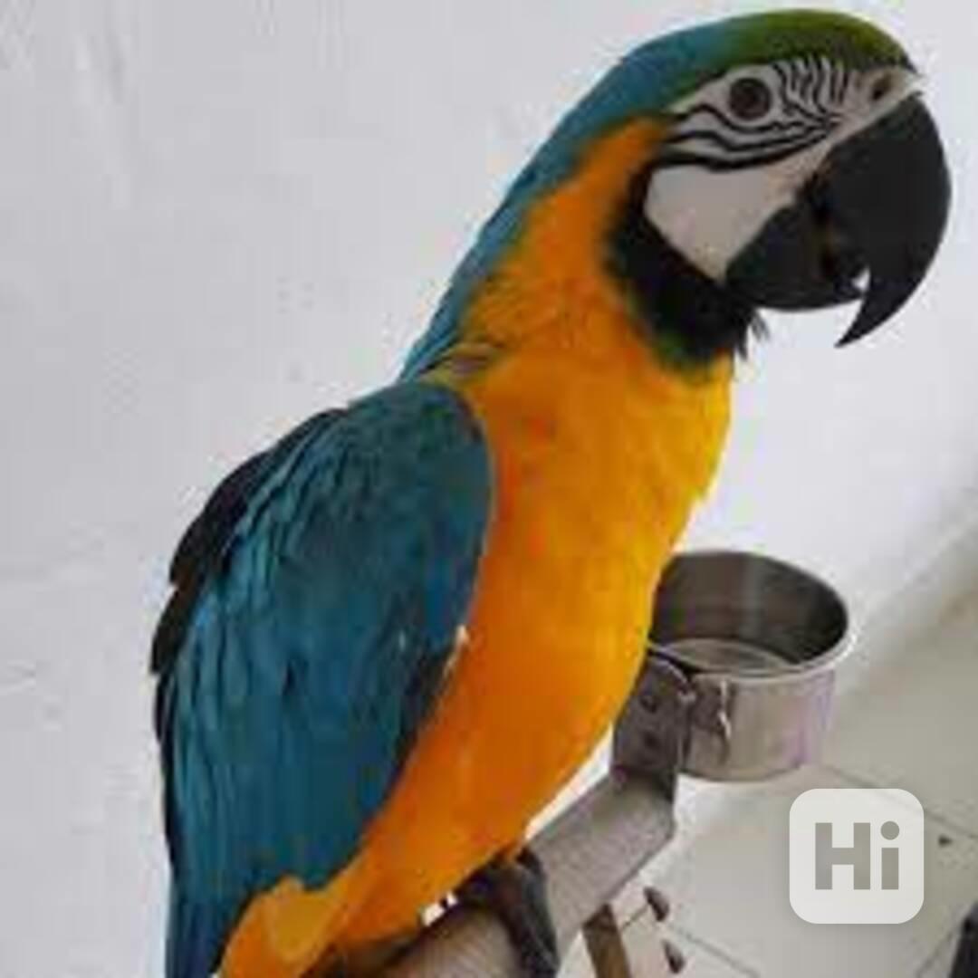 Samec a samice papoušků - foto 1