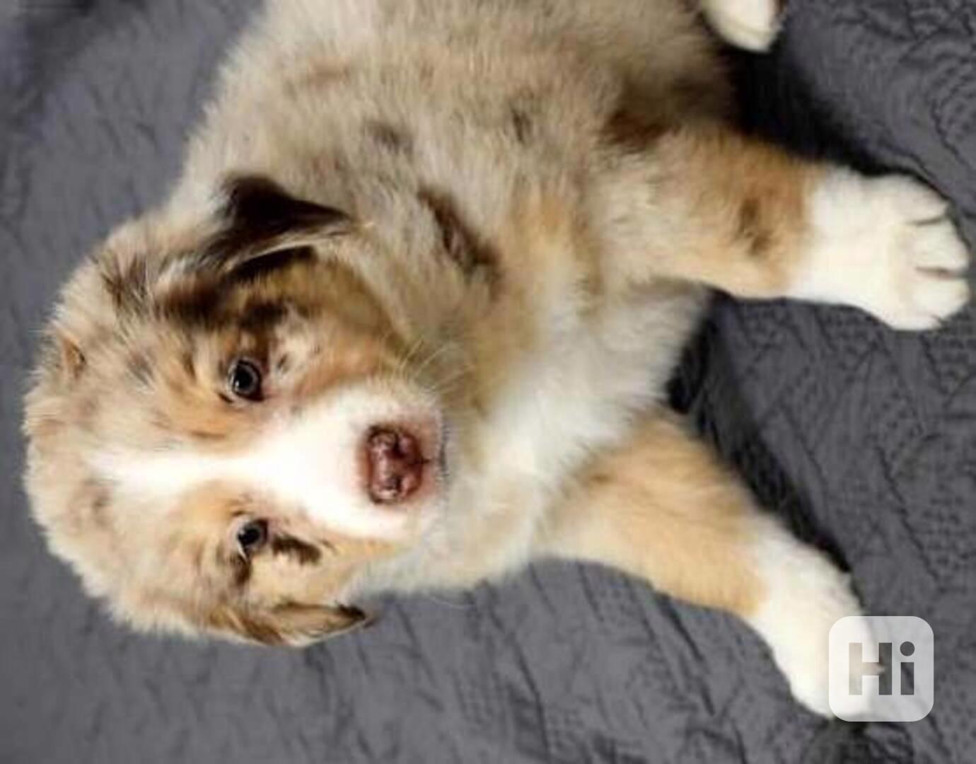 Štěňata australského ovčáka - foto 1