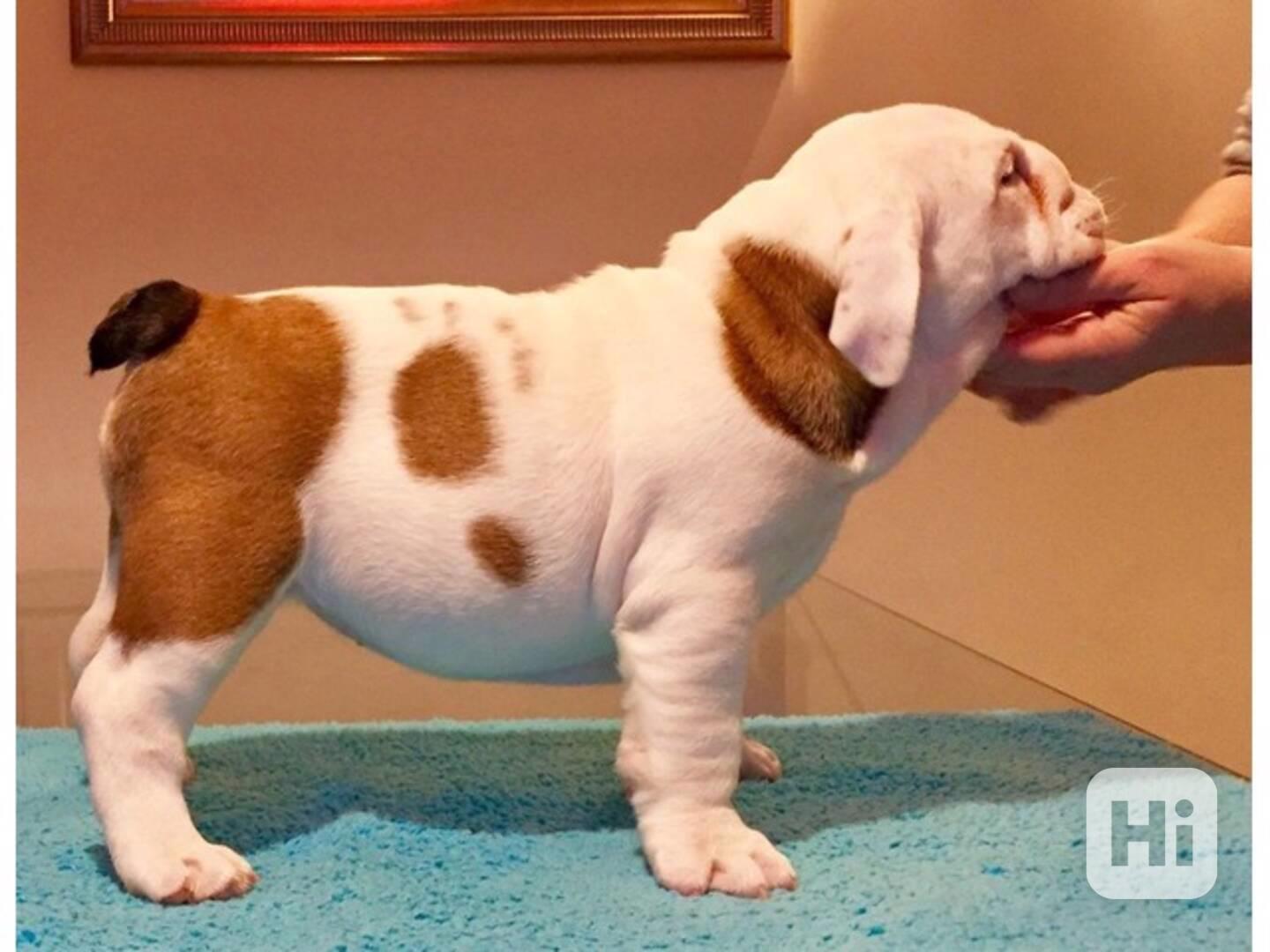 štěňata anglického buldoka k adopci - foto 1