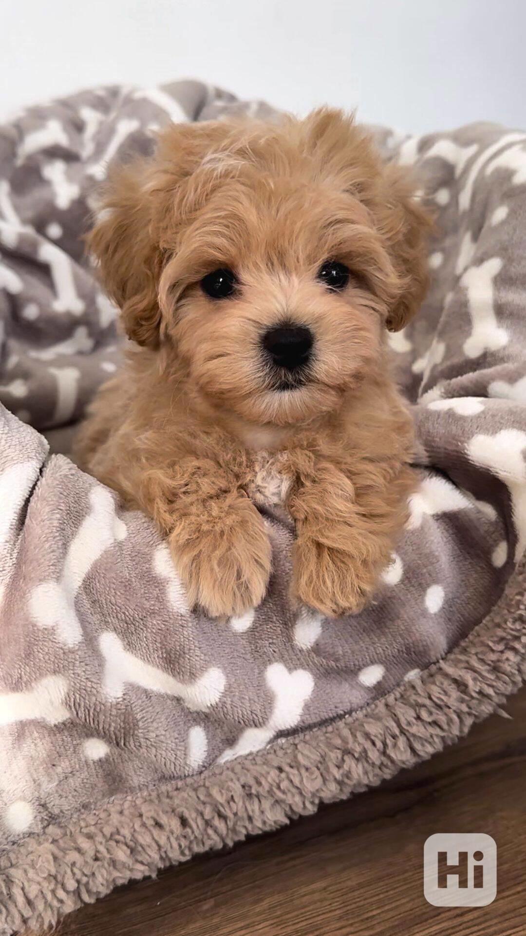Maltské/Maltipoo mix štěňata - foto 1
