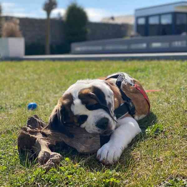 Štěně bernardina potřebuje nový domov - foto 1