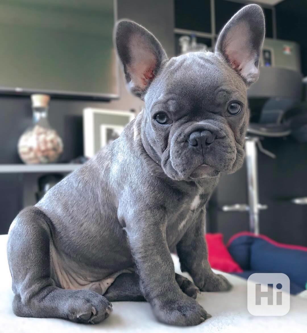 Krásná štěňátka Francouzský Buldoček k dispozici - foto 1