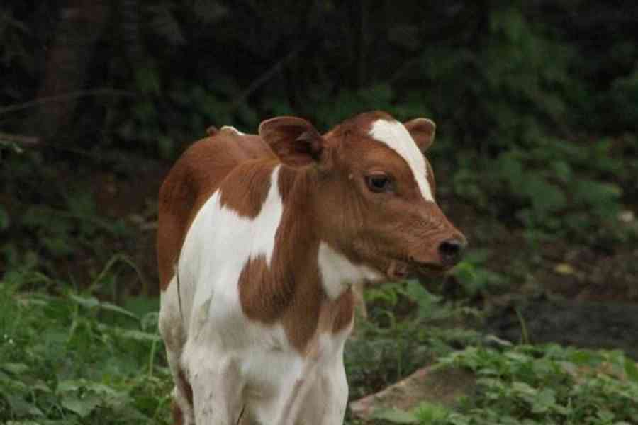 Mléko 