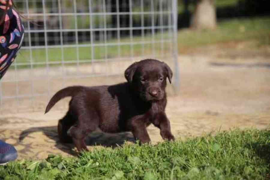 Labrador Stenata Bazar Hyperinzerce Cz