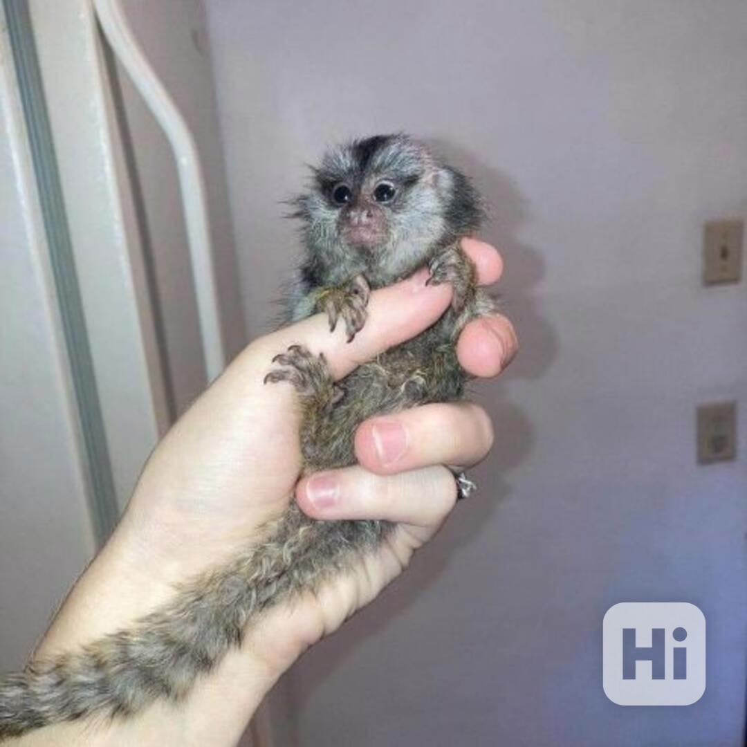 Mláďata kosmanů z lahve k dispozici - foto 1