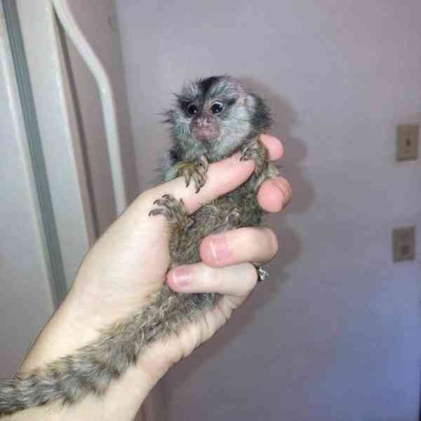 Mláďata kosmanů z lahve k dispozici