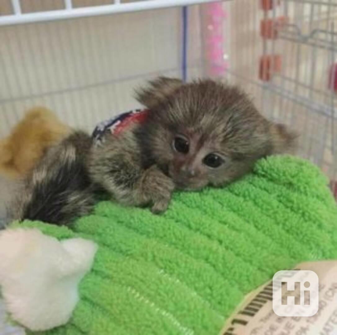 K dispozici speciální opičky kosmanů trpasličích - foto 1