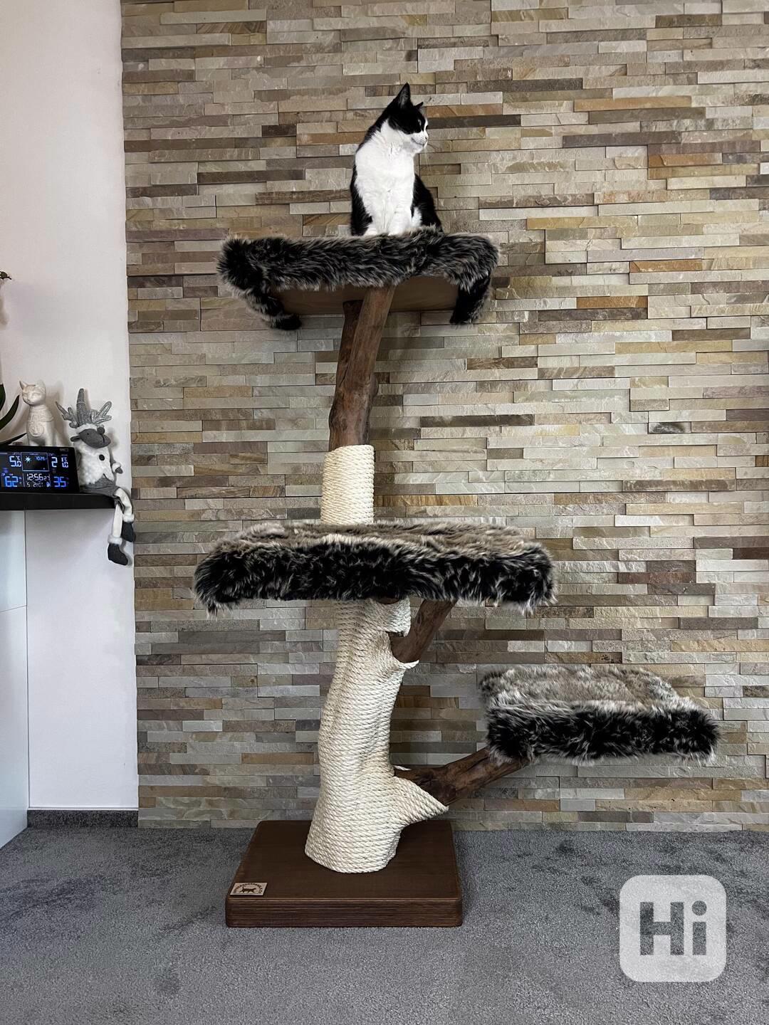 Kočičí strom  - foto 1