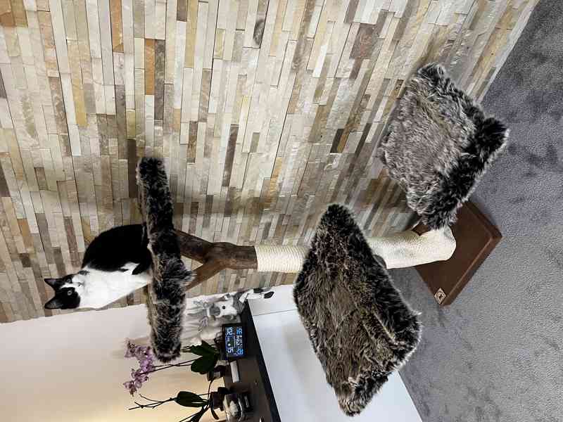 Kočičí strom  - foto 2