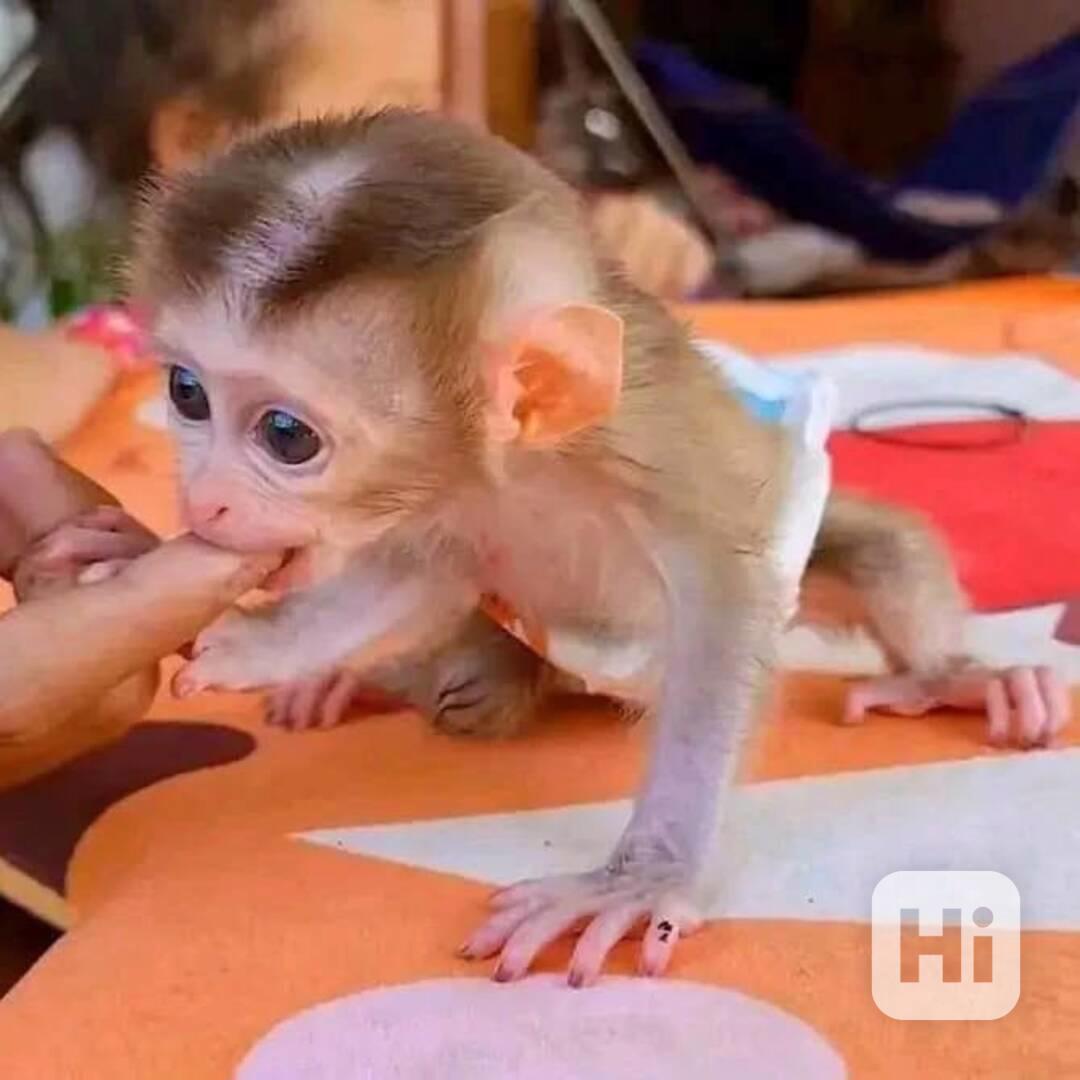 Malá kapucínská opice - foto 1