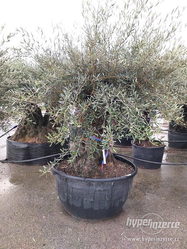 Olivovník evropský 80 roční bonsaj na kmínku 120/140 cm