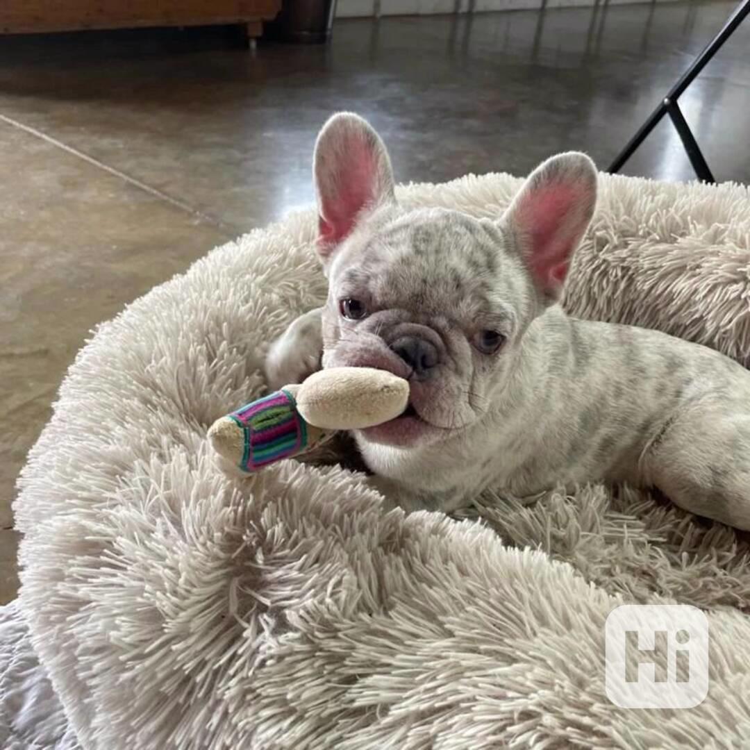 FRENCH BULLDOG - foto 1