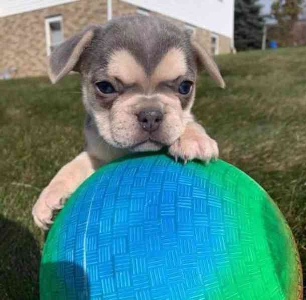 FRENCH BULLDOG - foto 2