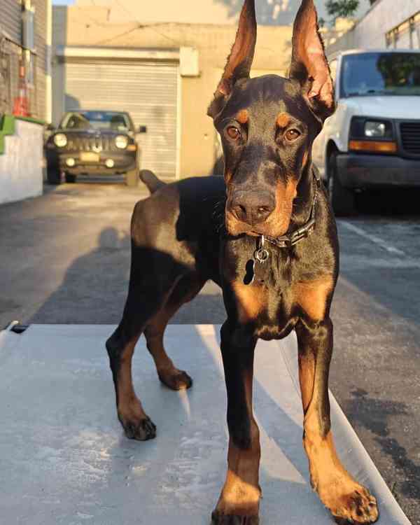 Štěně dobermana k ochraně. - foto 4