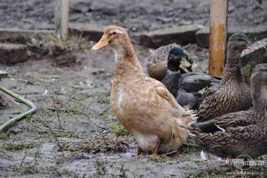 Kachna ruánská, saská a čárkovaná - foto 12