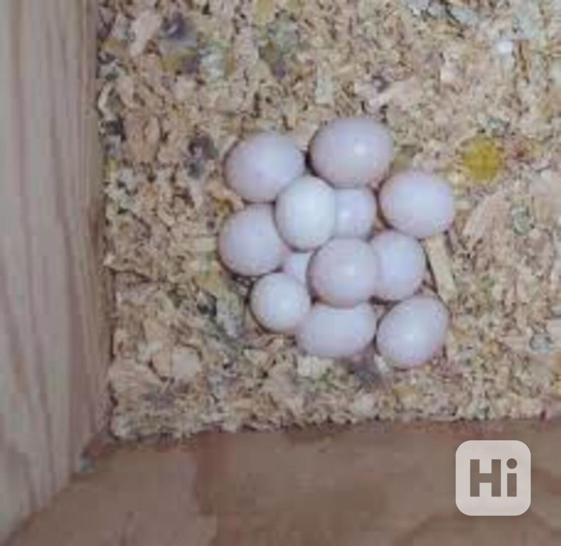 Papoušci a vejce na prodej - foto 1