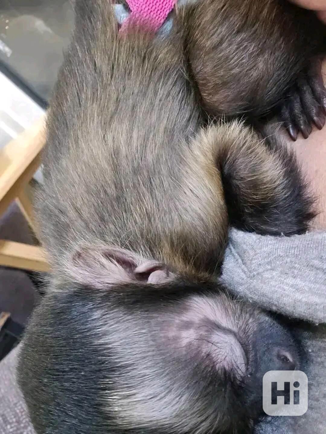  Očkovaný kapucínský kamarád - foto 1